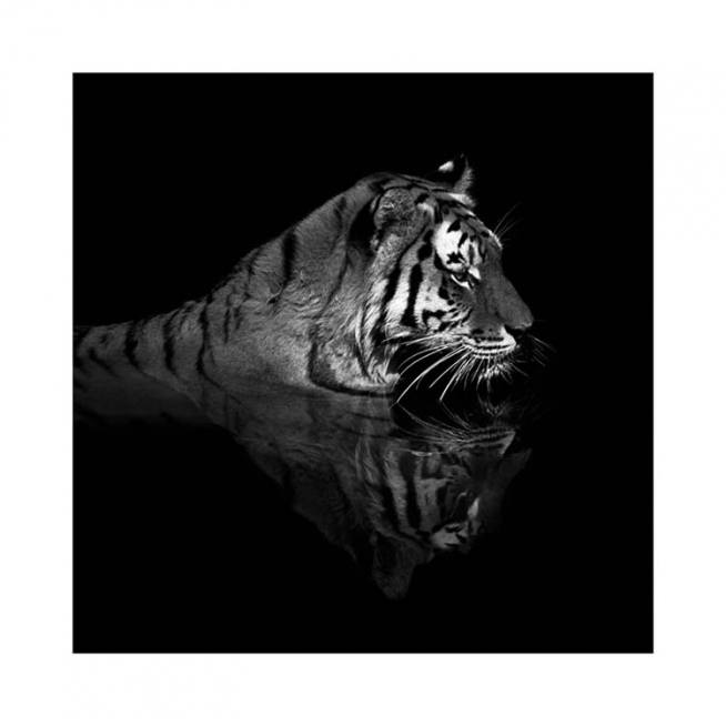 Tiger in Water Poster