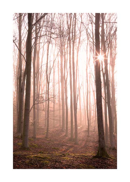 Forest in Fog Poster / Naturmotiv hos Desenio AB (11713)