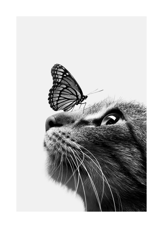 –Svart & vit affisch av en fjäril som sitter på en katt.