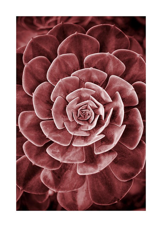 Red Succulent No2 Poster / Fotokonst hos Desenio AB (11789)