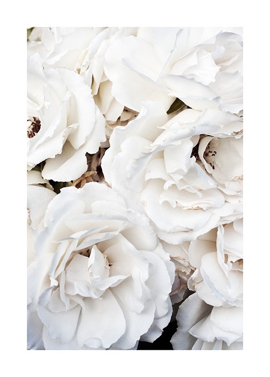  – Fotografi av ett fång stora, vita rosor