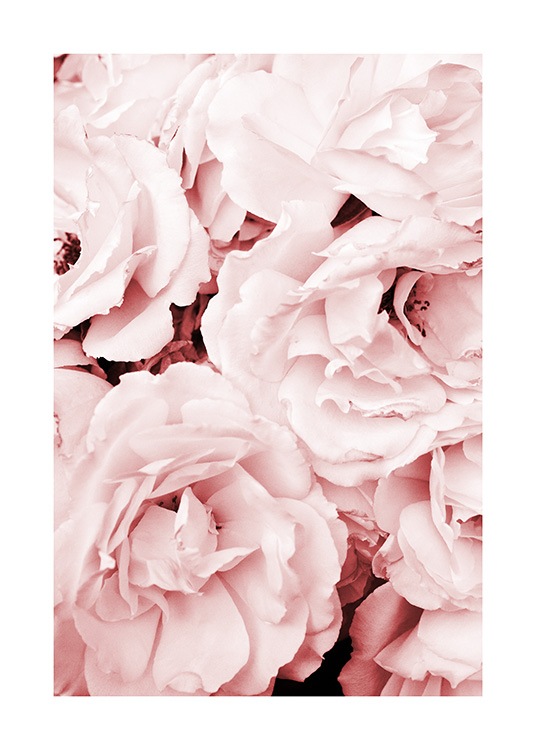 Close Up Pink Roses Poster / Fotokonst hos Desenio AB (11793)