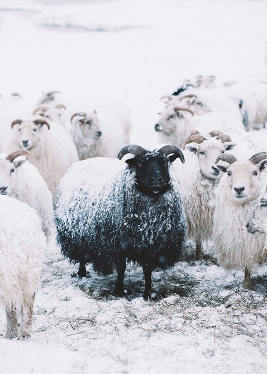 –Poster av ett svart får som står bland vita får.
