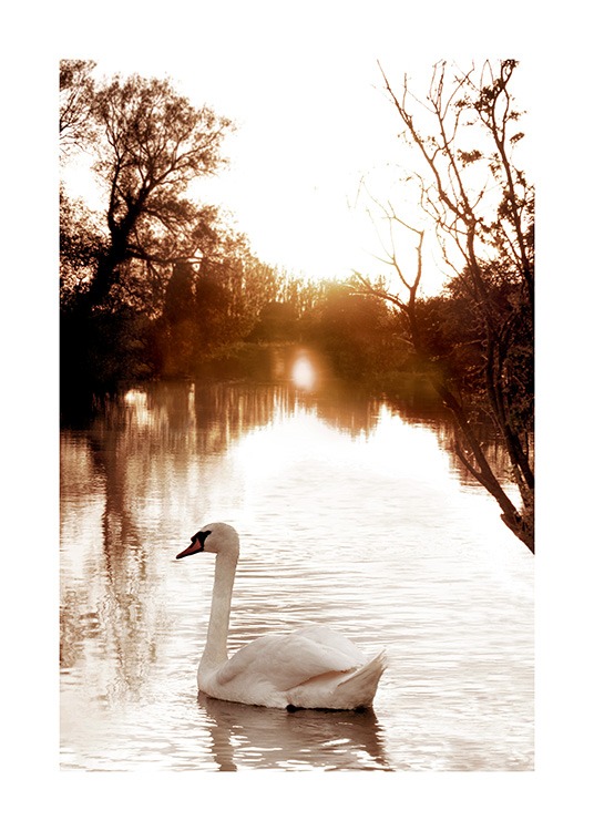 Swan on River Poster / Fotokonst hos Desenio AB (11852)