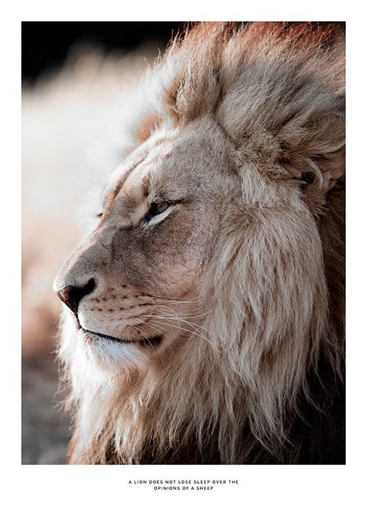 African Lion Poster / Fotokonst hos Desenio AB (11857)