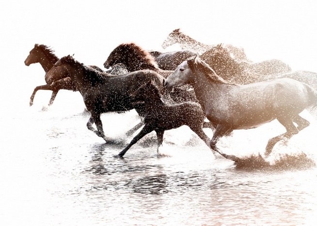 –Poster av hästar som springer i vattnet.