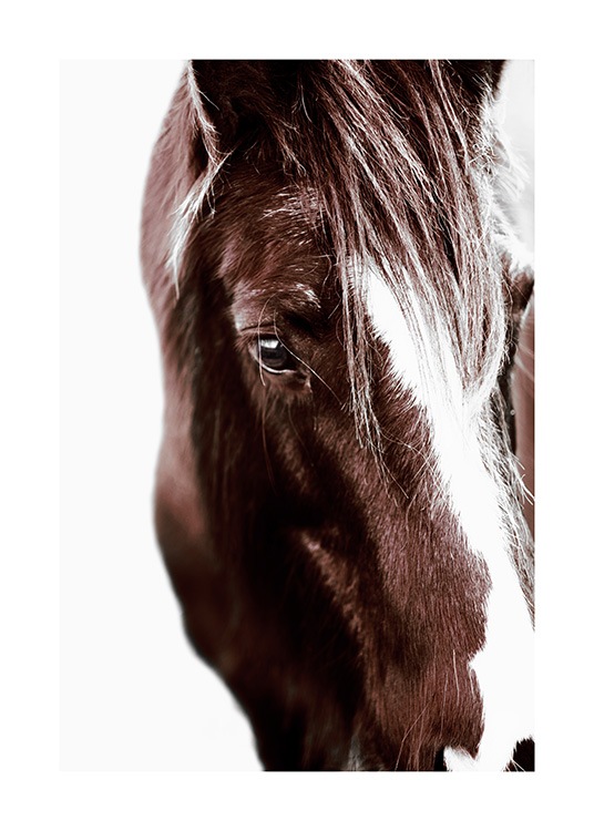 Horse with Blaze Poster / Fotokonst hos Desenio AB (11863)
