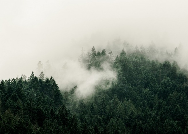 –Poster av en dimmig skog fotograferad ovanifrån.