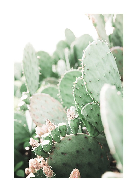 Prickly Pear Cactus Poster / Fotokonst hos Desenio AB (11892)
