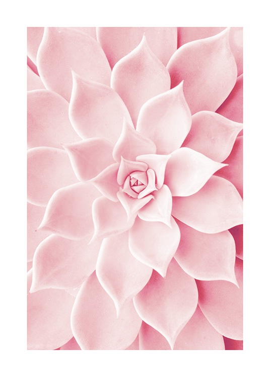 Pink Succulent Poster / Fotokonst hos Desenio AB (12021)