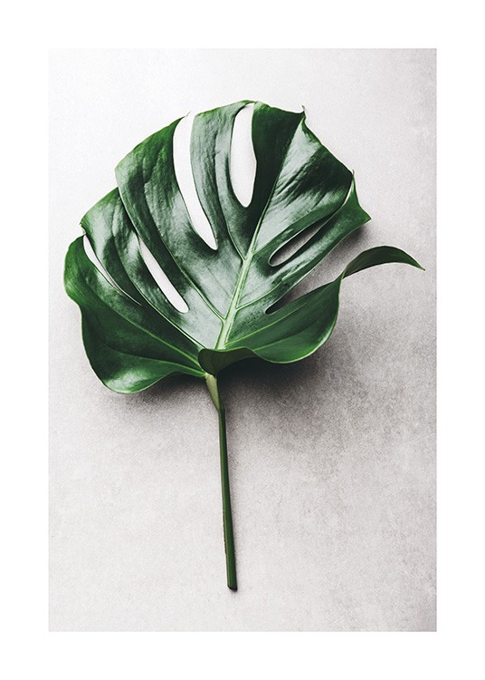 Green Monstera Leaf No1 Poster / Fotokonst hos Desenio AB (12050)