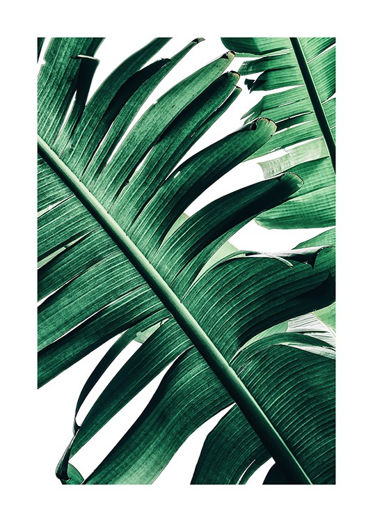Banana Palm Leaves No2 Poster / Fotokonst hos Desenio AB (12053)