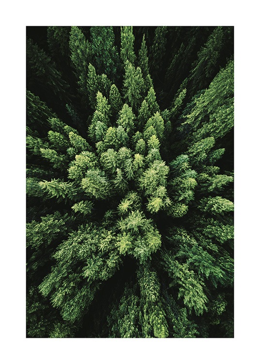 Aerial Forest Poster / Naturmotiv hos Desenio AB (12083)