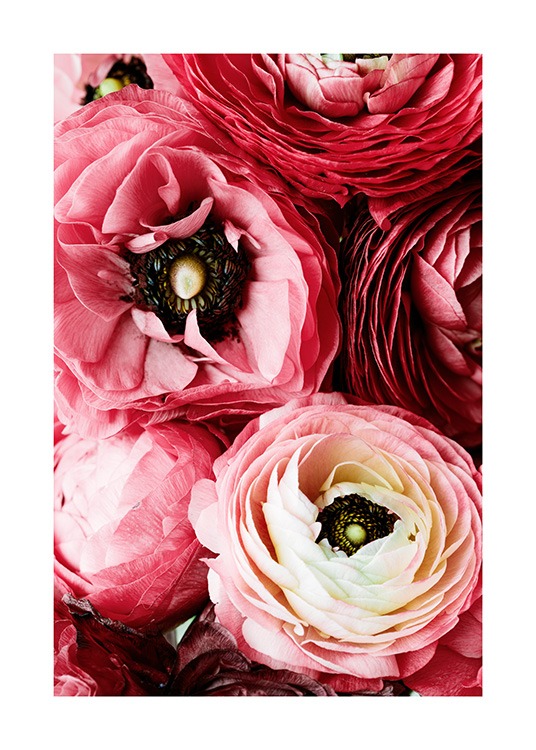 Bouquet of Pink Ranunculus Poster / Fotokonst hos Desenio AB (12108)