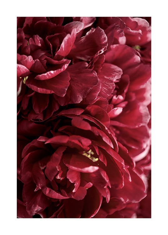 Burgundy Roses Poster / Fotokonst hos Desenio AB (12109)