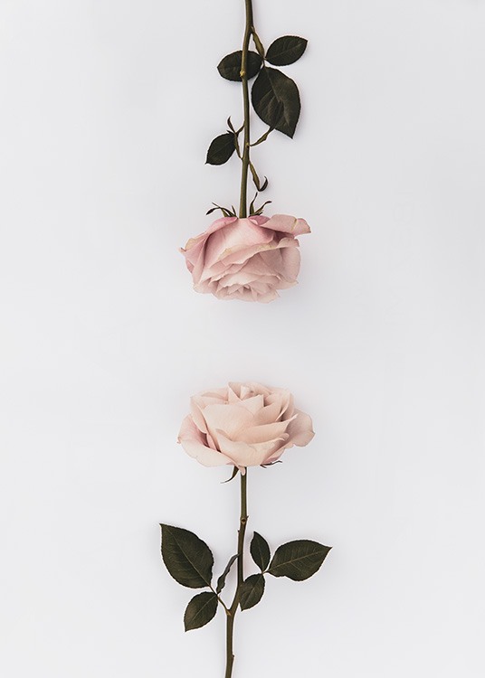 Two Roses Poster / Botaniska hos Desenio AB (12164)