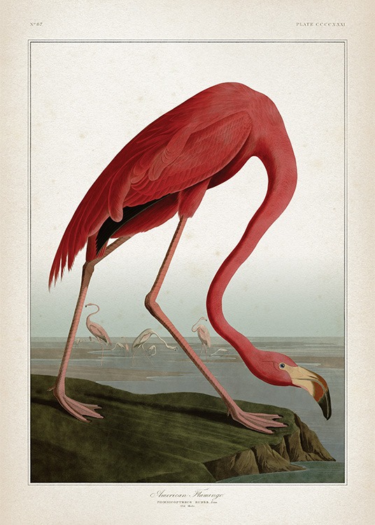 – Konstmotiv av en flamingo i vintagestil