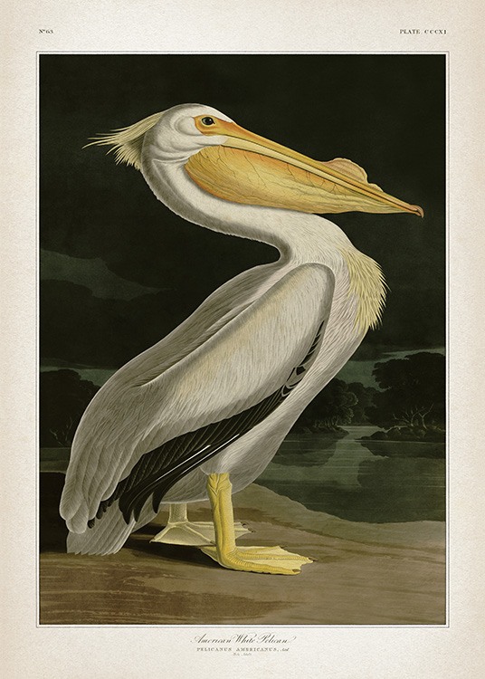 American White Pelican Poster / Retro & vintage hos Desenio AB (12171)