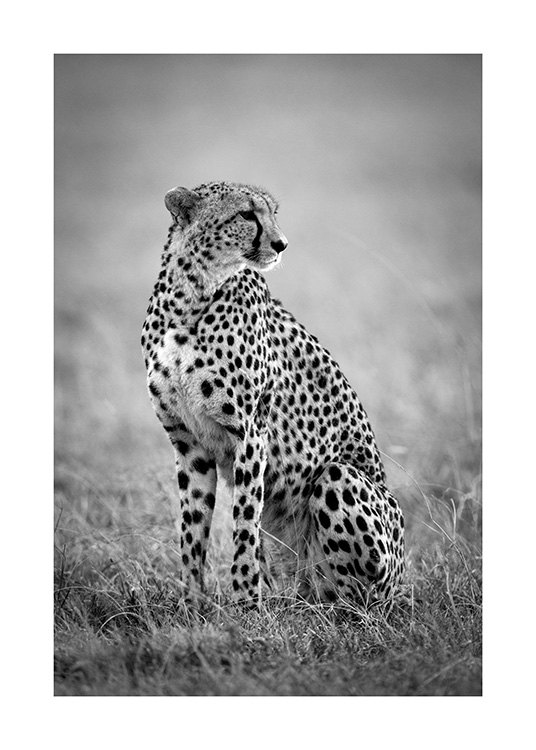 Cheetah B&W Poster / Djur hos Desenio AB (12302)