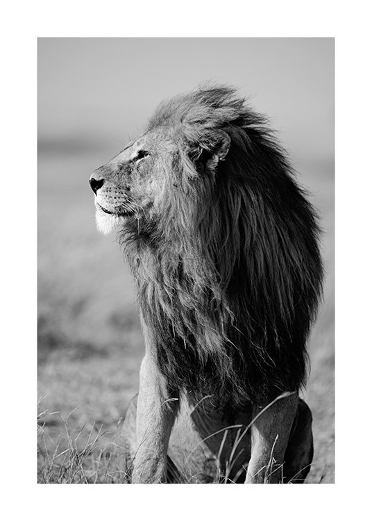 Lion in the Wild Poster / Svartvita hos Desenio AB (12304)