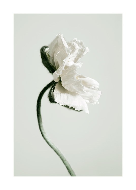 White Poppy Flower Poster / Fotokonst hos Desenio AB (12318)