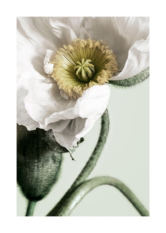 White Poppy Close Up Poster / Fotokonst hos Desenio AB (12319)