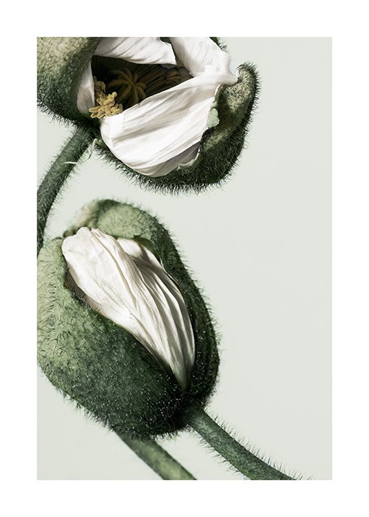 White Poppy Buds Poster / Fotokonst hos Desenio AB (12320)