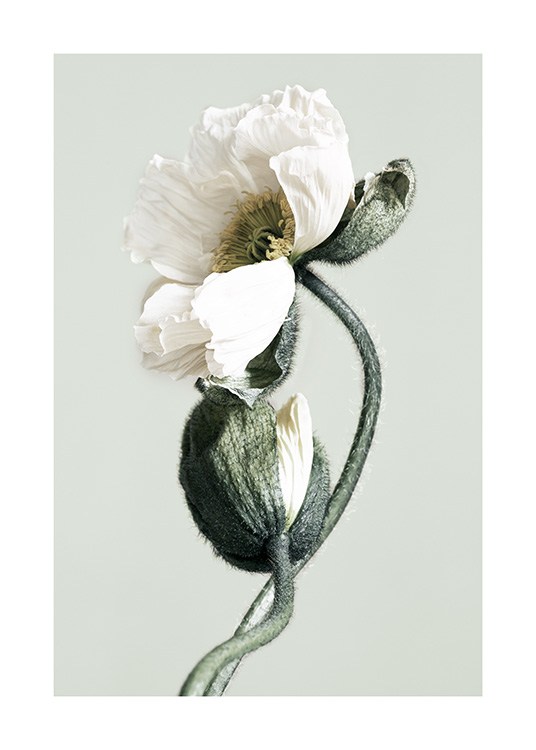 Blooming White Poppies Poster / Fotokonst hos Desenio AB (12321)
