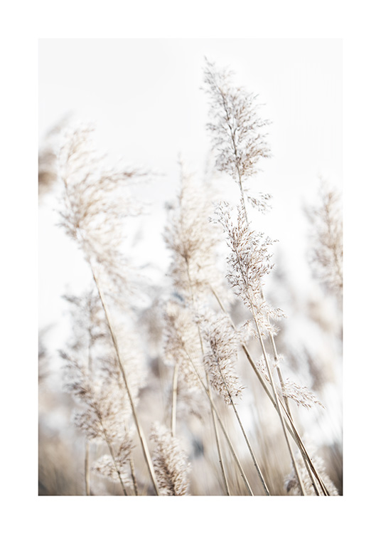  – Fotografi av beige vass som svajar i vinden framför en ljusblå himmel