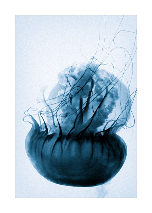 Floating Blue Jellyfish Poster / Fotokonst hos Desenio AB (12434)
