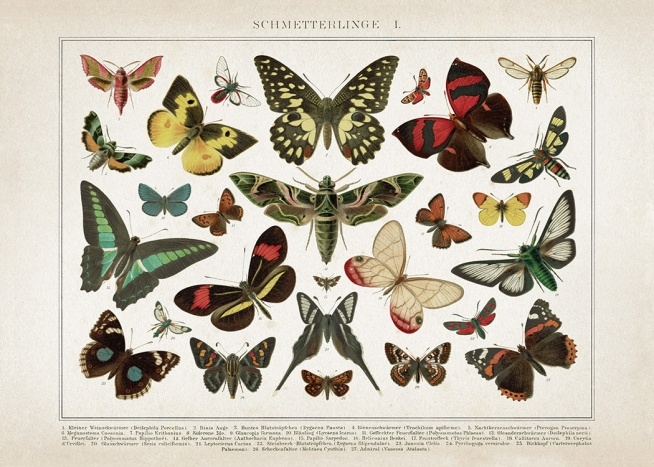 Vintage Butterflies No1 Poster / Retro & vintage hos Desenio AB (12553)