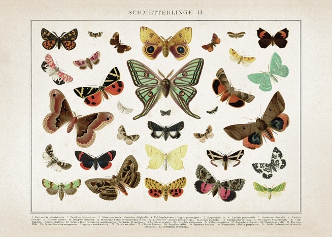 Vintage Butterflies No2 Poster / Retro & vintage hos Desenio AB (12554)