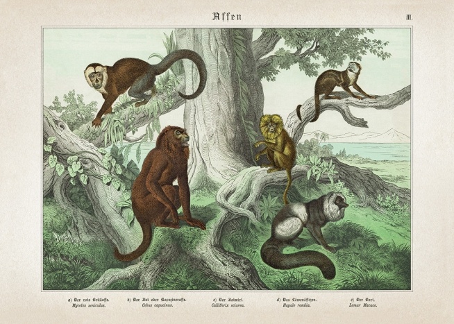 Vintage Monkeys No1 Poster / Retro & vintage hos Desenio AB (12555)