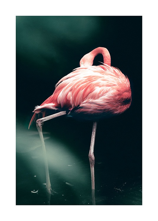 Wild Flamingo Poster / Fotokonst hos Desenio AB (12566)