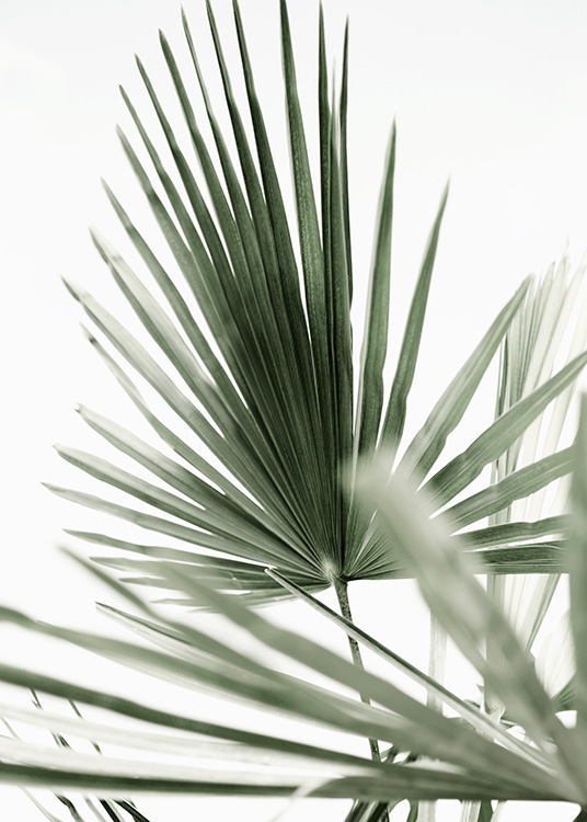 Tropic Palm Poster / Fotokonst hos Desenio AB (12568)