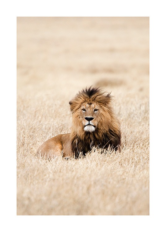 Lion King Poster / Fotokonst hos Desenio AB (12573)