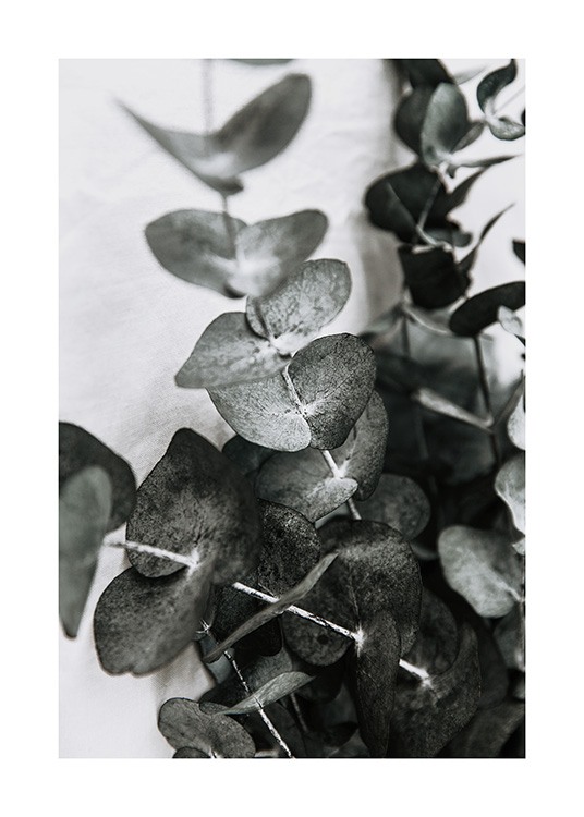  – Fotografi av ett par eukalyptuskvistar med grågröna blad mot en ljusgrå bakgrund
