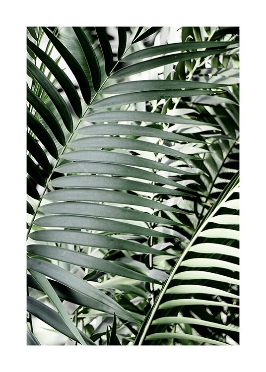 Green Palms Poster / Fotokonst hos Desenio AB (12644)