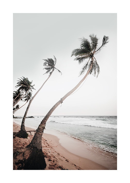  – Fotografi av en rad med palmer i vinden på en strand med ett hav i bakgrunden