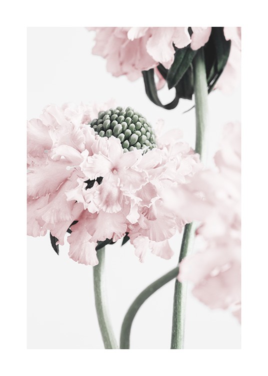 Vibrant Flower Poster / Fotokonst hos Desenio AB (12658)