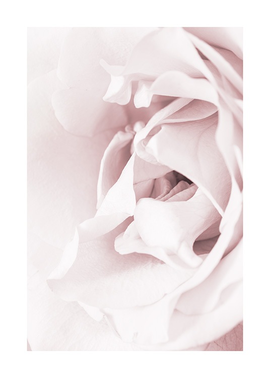 Blossoming rose Poster / Fotokonst hos Desenio AB (12659)