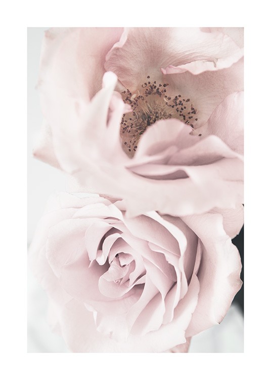 Elegant Roses Poster / Fotokonst hos Desenio AB (12660)