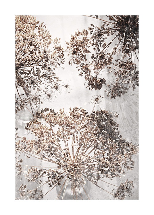 Dried Giant Hogweed No2 Poster / Fotokonst hos Desenio AB (12664)