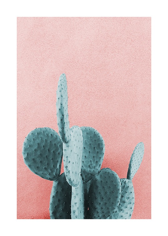 Naturmotiv med foto av blågrön kaktus mot rosa vägg 