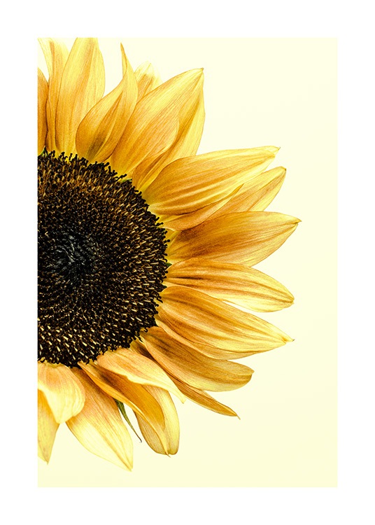 Närbild med illustrerad gul solros med ljusgul bakgrund 