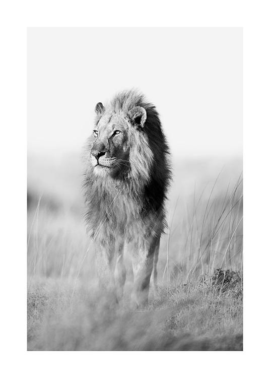 Svartvitt naturmotiv med foto på ett lejon som går på savannen