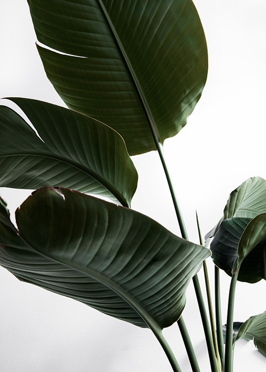 Foto av stora mörkgröna blad med ljusgrå bakgrund 