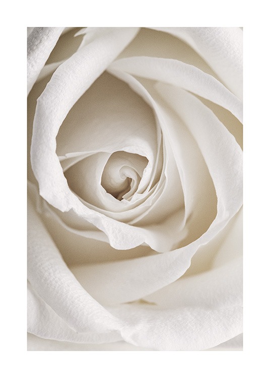 Botaniskt närbildsfotografi av en romantisk vit ros 