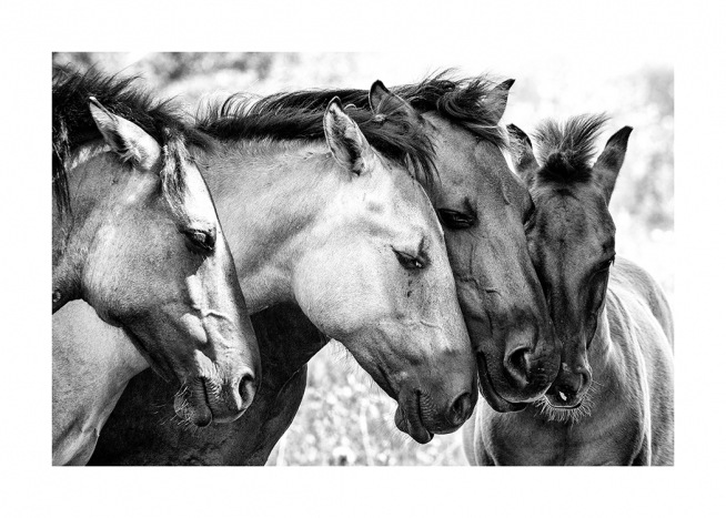 Svartvitt fotografi av fyra hästar som håller huvudena mot varandra