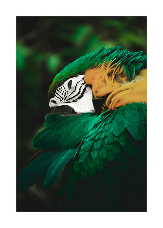 Djurposter med grön och gul papegoja i djungeln